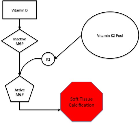 A Critical Perspective On Vitamin D And Calcium